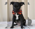 Small Cairn Terrier