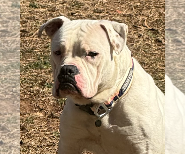 Medium Photo #2 American Bulldog-Unknown Mix Puppy For Sale in Decatur, GA, USA