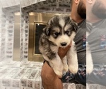 Small Photo #25 Siberian Husky Puppy For Sale in KANSAS CITY, MO, USA