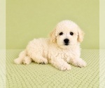 Small #3 Bichon Frise