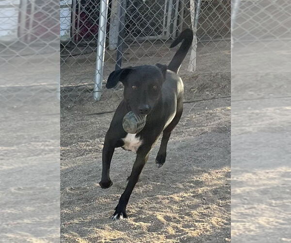 Medium Photo #4 Labrador Retriever-Unknown Mix Puppy For Sale in Lancaster, CA, USA