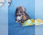 Small Photo #4 Mal-Shi Puppy For Sale in SANTA CLARITA, CA, USA