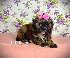 ShihPoo Puppy for sale in WINNSBORO, LA, USA