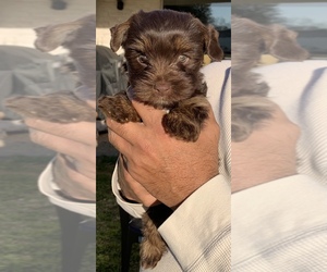 Yorkshire Terrier Puppy for sale in WACO, TX, USA
