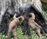 Small Mastiff