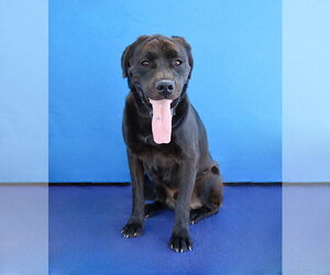 PANTHER - Male Labrador Retriever Dog for Adoption - Photo #2