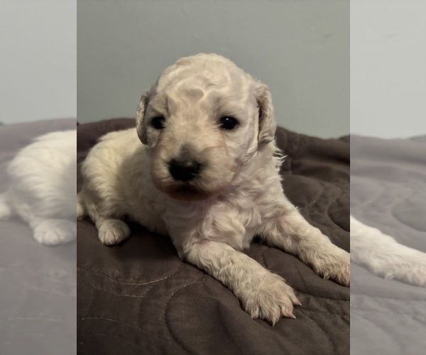 Medium Photo #3 Poodle (Miniature) Puppy For Sale in ALBANY, NY, USA