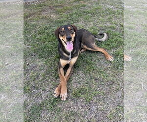 Shepradors Dogs for adoption in McKinney, TX, USA
