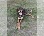 Small Shepradors