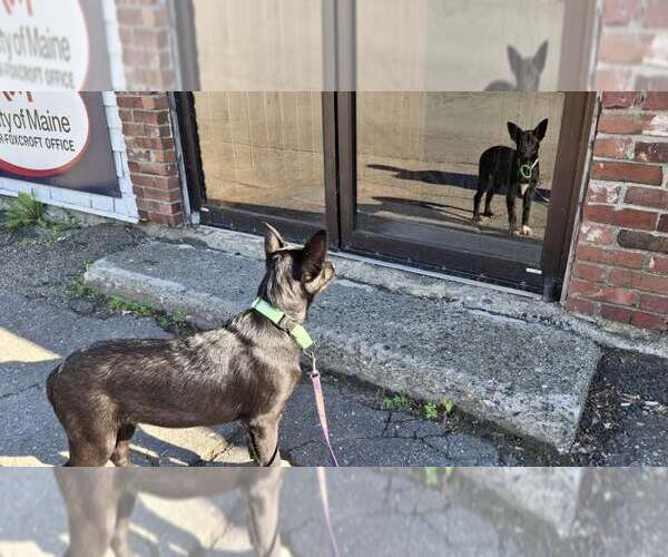 Medium Photo #24 Shollie Puppy For Sale in Sebec, ME, USA