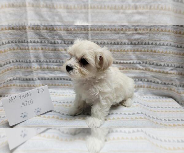 Medium Photo #3 Maltipoo Puppy For Sale in BROOKFIELD, MO, USA