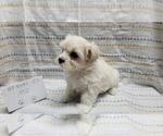 Small Photo #3 Maltipoo Puppy For Sale in BROOKFIELD, MO, USA