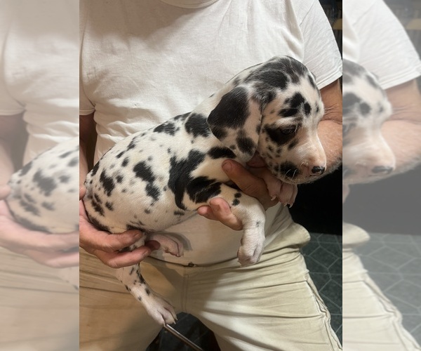 Medium Photo #2 Great Dane Puppy For Sale in SPRAGGS, PA, USA