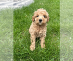 Small #3 Goldendoodle (Miniature)
