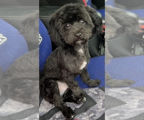 Medium Photo #1 Havashu-YorkiePoo Mix Puppy For Sale in WICHITA, KS, USA