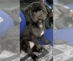 Small Photo #1 Havashu-YorkiePoo Mix Puppy For Sale in WICHITA, KS, USA