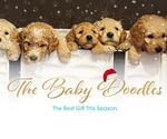 Small Photo #1 Goldendoodle Puppy For Sale in RANCHO CUCAMONGA, CA, USA