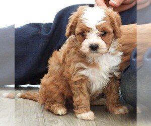 Cavapoo Puppy for sale in CARLISLE, KY, USA