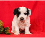 Small Photo #2 Aussie-Poo Puppy For Sale in MILLERSBURG, PA, USA