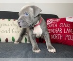 Small Photo #9 American Pit Bull Terrier Puppy For Sale in PALM BCH GDNS, FL, USA