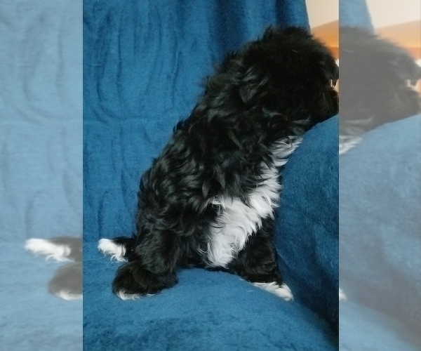 Medium Photo #12 Morkie Puppy For Sale in HOLLAND, MI, USA