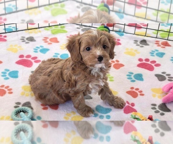 Medium Photo #3 Cavapoo (Miniature)-Poodle (Toy) Mix Puppy For Sale in ORO VALLEY, AZ, USA