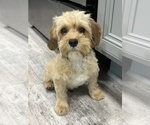 Small #1 Cavapoo