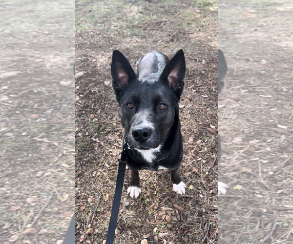 Medium Photo #7 Border Collie-Unknown Mix Puppy For Sale in Chico, CA, USA