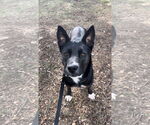 Small #6 Border Collie Mix