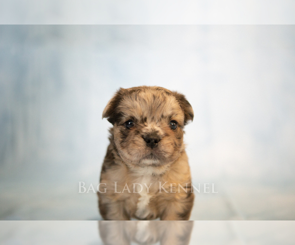 Medium Photo #12 French Bulldog Puppy For Sale in DESERT HOT SPRINGS, CA, USA