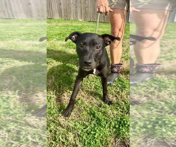 Medium Photo #2 Mutt Puppy For Sale in Abbeville, LA, USA