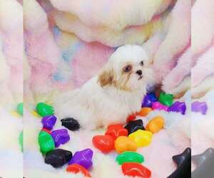 Medium Shih Tzu