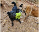 Small #1 Colonial Cocker Spaniel-Retriever  Mix