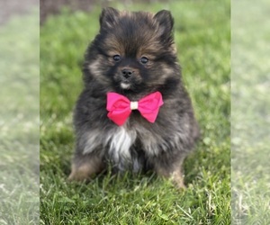 Pomeranian Puppy for sale in ROCK STREAM, NY, USA