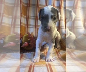 Great Dane Puppy for sale in BEAVERDAM, VA, USA