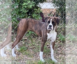 Boxer Puppy for sale in NORTH PORT, FL, USA
