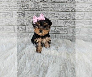 Yorkshire Terrier Puppy for sale in INDIANAPOLIS, IN, USA