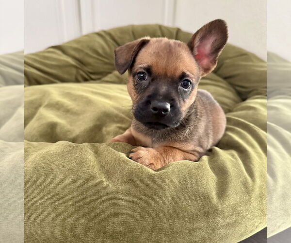 Medium Photo #1 Mutt Puppy For Sale in San Juan Capistrano, CA, USA