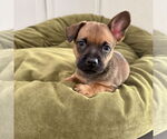 Small Mutt