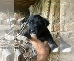 Puppy Puppy 6 Miniature Schnauzzie