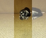 Small Photo #13 Catahoula Leopard Dog-Rottweiler Mix Puppy For Sale in BRADFORD, NY, USA