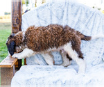 Small #7 Saint Bernard