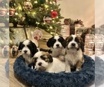 Small Photo #5 Cava-Tzu Puppy For Sale in ELIZABETHTOWN, PA, USA