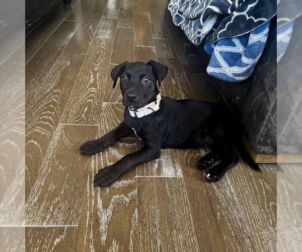 Medium Photo #6 American Staffordshire Terrier-Labrador Retriever Mix Puppy For Sale in San Juan Capistrano, CA, USA