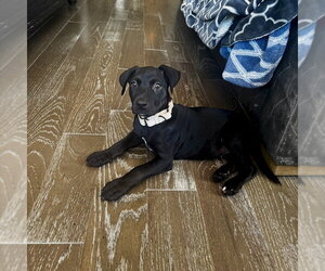 Viviane - Female American Staffordshire Terrier-Labrador Retriever Mix Dog for Adoption - Photo #6