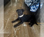 Small #5 American Staffordshire Terrier-Labrador Retriever Mix
