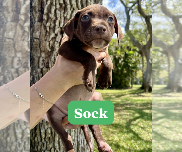 Medium Photo #1 Dachsador Puppy For Sale in Pompano Beach , FL, USA