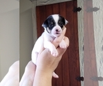 Puppy 5 Chihuahua