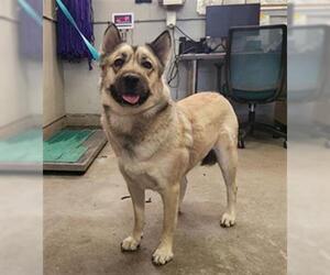 German Shepherd Dog-Unknown Mix Dogs for adoption in Camarillo, CA, USA