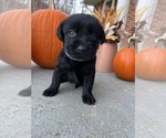 Small #7 Labrador Retriever
